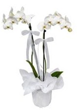 2 dall beyaz orkide  Trkiye anneler gn iek yolla 