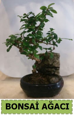 Bonsai a�ac� japon a�ac� sat���  T�rkiye �i�ek yolla 