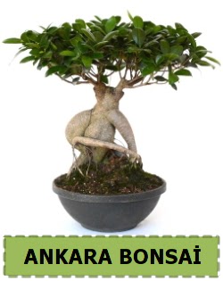 Bonsai sat���  T�rkiye �i�ek yolla , �i�ek g�nder , �i�ek�i  