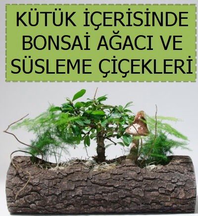 Ktk ierisinde bonsai japon aa bitkisi  Trkiye iek yolla , iek gnder , ieki  