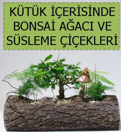 K�t�k i�erisinde bonsai japon a�a� bitkisi  T�rkiye �i�ek yolla , �i�ek g�nder , �i�ek�i  
