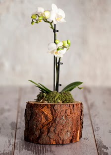 Doal ktk 2 dall beyaz orkide  Trkiye gvenli kaliteli hzl iek 