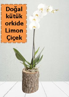 Doal ktkte tek dall beyaz orkide  Trkiye online ieki , iek siparii 