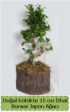 Doal ktkte thal bonsai japon aac  Trkiye yurtii ve yurtd iek siparii 