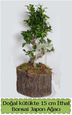 Do�al k�t�kte �thal bonsai japon a�ac�  T�rkiye yurti�i ve yurtd��� �i�ek sipari�i 