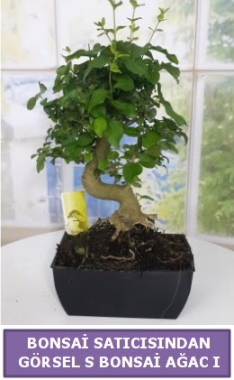 S dal e�rili�i bonsai japon a�ac�  T�rkiye �i�ek yolla , �i�ek g�nder , �i�ek�i  