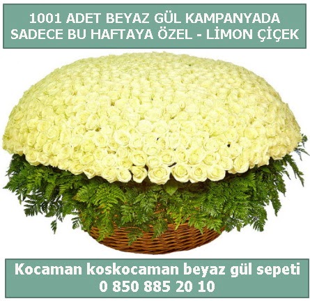 1001 adet beyaz g�l sepeti �zel kampanyada  T�rkiye kaliteli taze ve ucuz �i�ekler 
