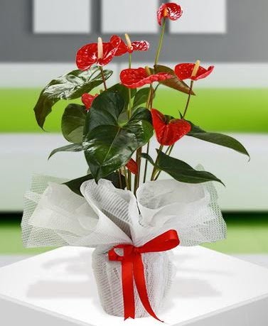 Antorium saks� bitkisi ithal kalite  T�rkiye �i�ek yolla 