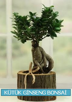 K�t�k a�a� i�erisinde ginseng bonsai  T�rkiye kaliteli taze ve ucuz �i�ekler 