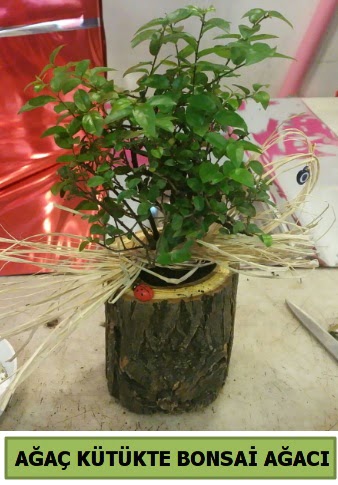 Do�al a�a� k�t�k i�erisinde bonsai a�ac�  T�rkiye kaliteli taze ve ucuz �i�ekler 
