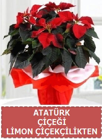 Atat�rk �i�e�i saks� bitkisi  T�rkiye �i�ek yolla , �i�ek g�nder , �i�ek�i  