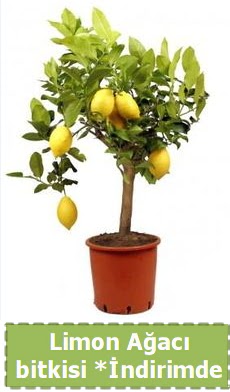 Limon aac bitkisi Ev iin limon bitkisi  Trkiye nternetten iek siparii 