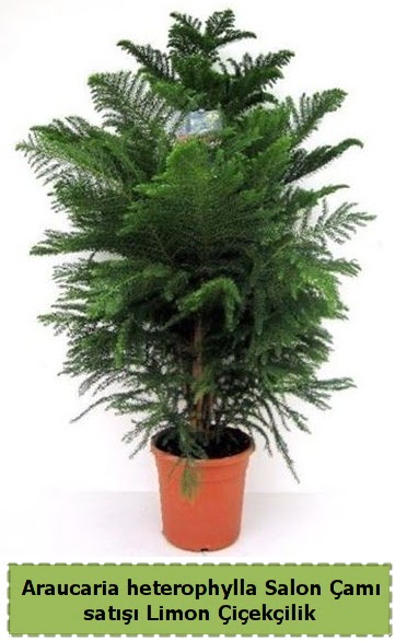 Salon �am� Sat��� Araucaria heterophylla  T�rkiye �i�ek yolla , �i�ek g�nder , �i�ek�i  