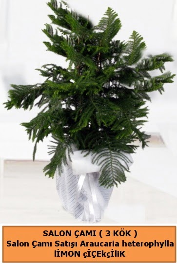 Araucaria heterophylla Salon �am�  T�rkiye �i�ek yolla 