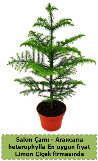Araucaria heterophylla Salon �am� tek dall�  T�rkiye �i�ek yolla , �i�ek g�nder , �i�ek�i  