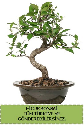 Ficus bonsai  Trkiye kaliteli taze ve ucuz iekler 