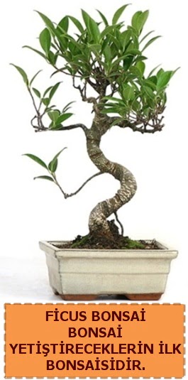 Ficus bonsai 15 ile 25 cm aras�ndad�r  T�rkiye g�venli kaliteli h�zl� �i�ek 