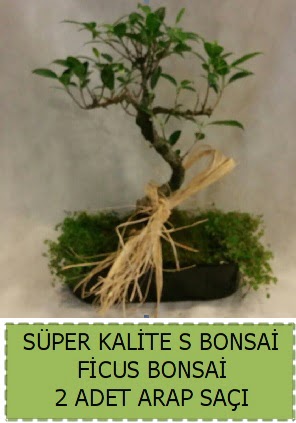 Ficus S Bonsai ve arap sa��  T�rkiye online �i�ek�i , �i�ek sipari�i 