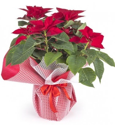 Atat�rk �i�e�i saks� bitkisi  T�rkiye kaliteli taze ve ucuz �i�ekler 