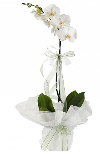 Tekli Beyaz Orkide  Trkiye iek yolla 