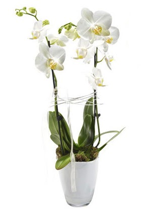 2 dall beyaz seramik beyaz orkide sakss  Trkiye kaliteli taze ve ucuz iekler 