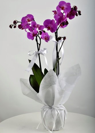 ift dall saksda mor orkide iei  Trkiye hediye iek yolla 
