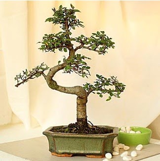 Shape S bonsai  Trkiye iek maazas , ieki adresleri 