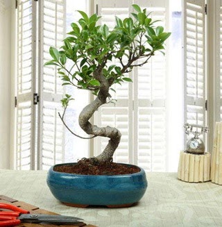 Amazing Bonsai Ficus S thal  Trkiye ucuz iek gnder 