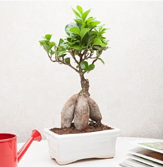 Exotic Ficus Bonsai ginseng  T�rkiye cicekciler , cicek siparisi 