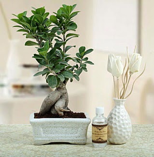 Ginseng ficus bonsai  T�rkiye �i�ek , �i�ek�i , �i�ek�ilik 