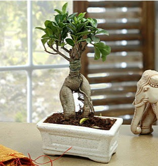 Marvellous Bonsai ginseng  T�rkiye �i�ek�i telefonlar� 