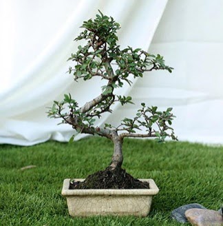 Fashionable Ulmus S Shape Bonsai �thal  T�rkiye hediye sevgilime hediye �i�ek 