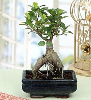 Appealing Ficus Ginseng Bonsai  T�rkiye �i�ek sipari�i vermek 