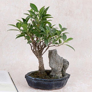 Japon aac Evergreen Ficus Bonsai  Trkiye kaliteli taze ve ucuz iekler 