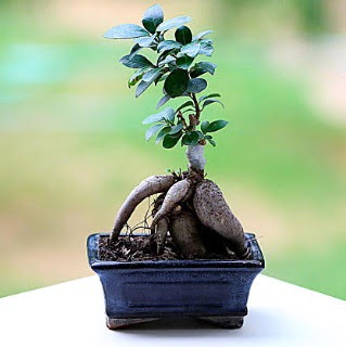 Marvellous Ficus Microcarpa ginseng bonsai  T�rkiye hediye �i�ek yolla 