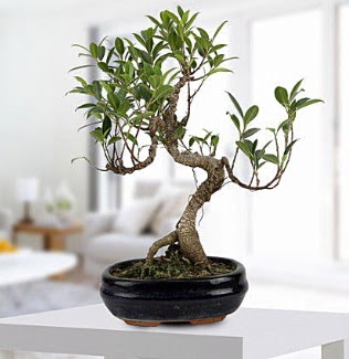 Gorgeous Ficus S shaped japon bonsai  Trkiye hediye sevgilime hediye iek 