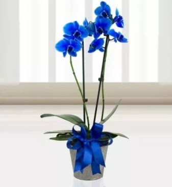 �ift dall� mavi orkide  T�rkiye �i�ek yolla , �i�ek g�nder , �i�ek�i  
