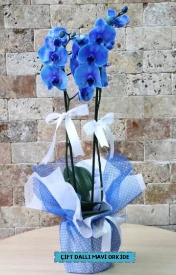 ift dall ithal mavi orkide  Trkiye gvenli kaliteli hzl iek 