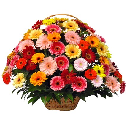 Kar���k renkli b�y�k gerbera sepet aranjman�  T�rkiye kaliteli taze ve ucuz �i�ekler 