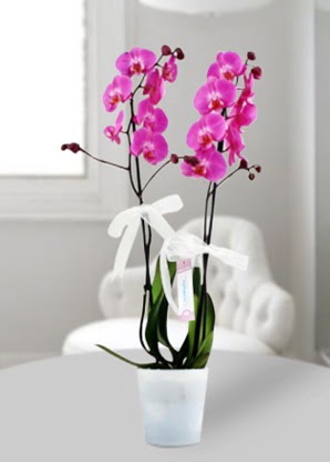 ift dall mor orkide  Trkiye iek , ieki , iekilik 