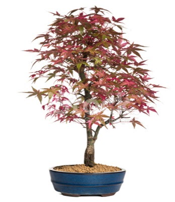 Ak�aa�a� bonsai s�per bonsai a�ac�  T�rkiye �i�ek sipari�i sitesi 
