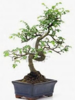 S g�vde bonsai minyat�r a�a� japon a�ac�  T�rkiye �i�ek yolla , �i�ek g�nder , �i�ek�i  