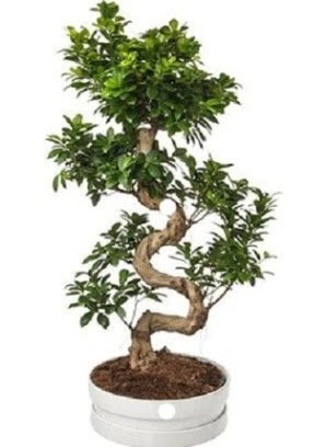 90 cm ile 100 cm civar� S peyzaj bonsai  T�rkiye kaliteli taze ve ucuz �i�ekler 