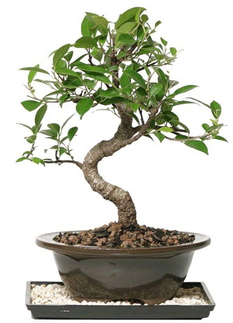 Alt�n kalite Ficus S bonsai  T�rkiye online �i�ek�i , �i�ek sipari�i  S�per Kalite