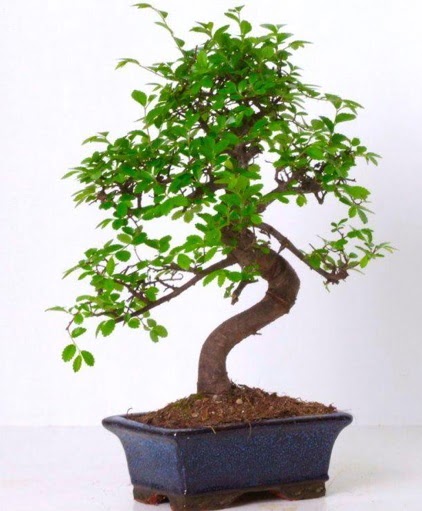 S g�vdeli bonsai minyat�r a�a� japon a�ac�  T�rkiye kaliteli taze ve ucuz �i�ekler 
