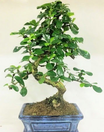 Zelkova S g�vdeli Minyat�r a�a� Bonzai  T�rkiye yurti�i ve yurtd��� �i�ek sipari�i 