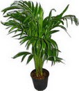  T�rkiye cicekciler , cicek siparisi  Areca palm  