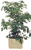  T�rkiye ucuz �i�ek g�nder  Ficus benjamin 