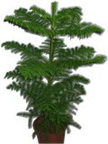  T�rkiye hediye sevgilime hediye �i�ek  Araucaria 