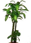  T�rkiye �i�ek servisi , �i�ek�i adresleri  Dracaena massengena